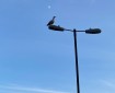 Seagulls, Sky, moon, and Lampposts.