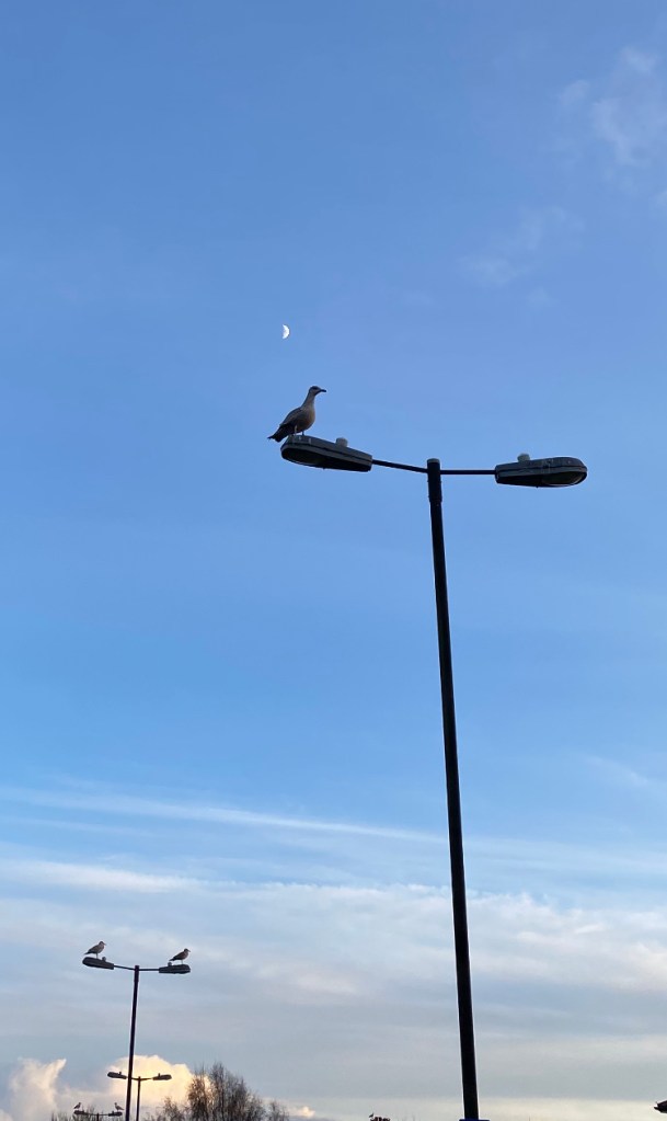 Seagulls, Sky, moon, and Lampposts.