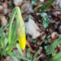 Daffodils Seem a bit Late this year.