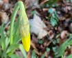 Daffodils Seem a bit Late this year.