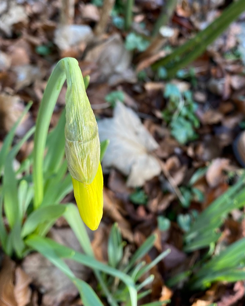 Daffodils Seem a bit Late this year.