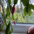 Christmas Cactus.