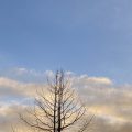 Yellowy clouds and blue sky behind a tree in silhouette.