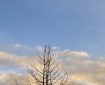 Yellowy clouds and blue sky behind a tree in silhouette.