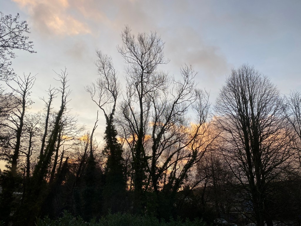 Sunrise through silhouetted trees.