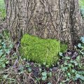 Moss on a Tree trunk.