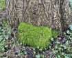 Moss on a Tree trunk.