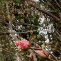 Two rose buds after a frost.