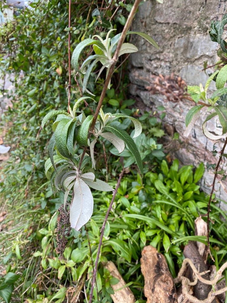 Growing against the wall.