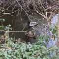 Two Ducks on the Totnes Leat.