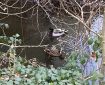 Two Ducks on the Totnes Leat.