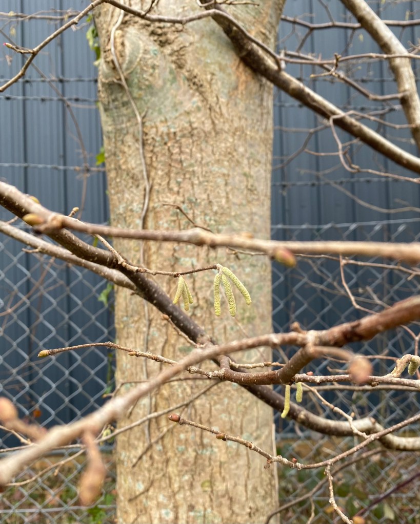 Lamb’s tails among the branches. 