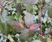 Bramble Leaves Turning Red.