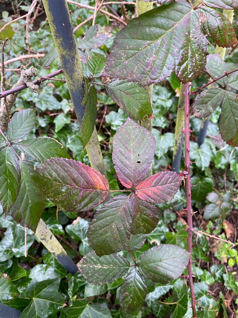 Bramble Leaves Turning Red. 