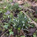 Snowdrops.