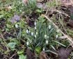 Snowdrops.