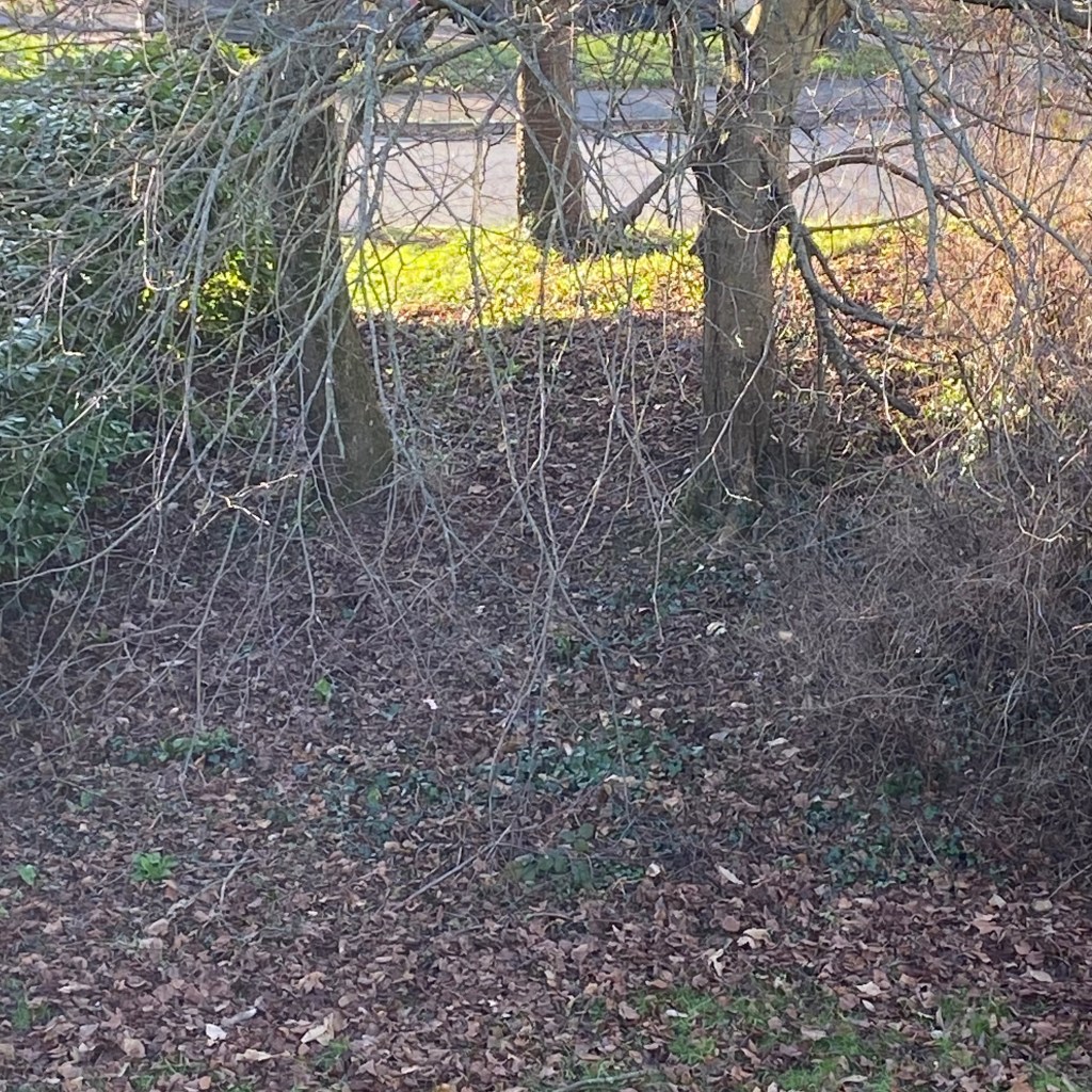 Sunshine through the Trees.