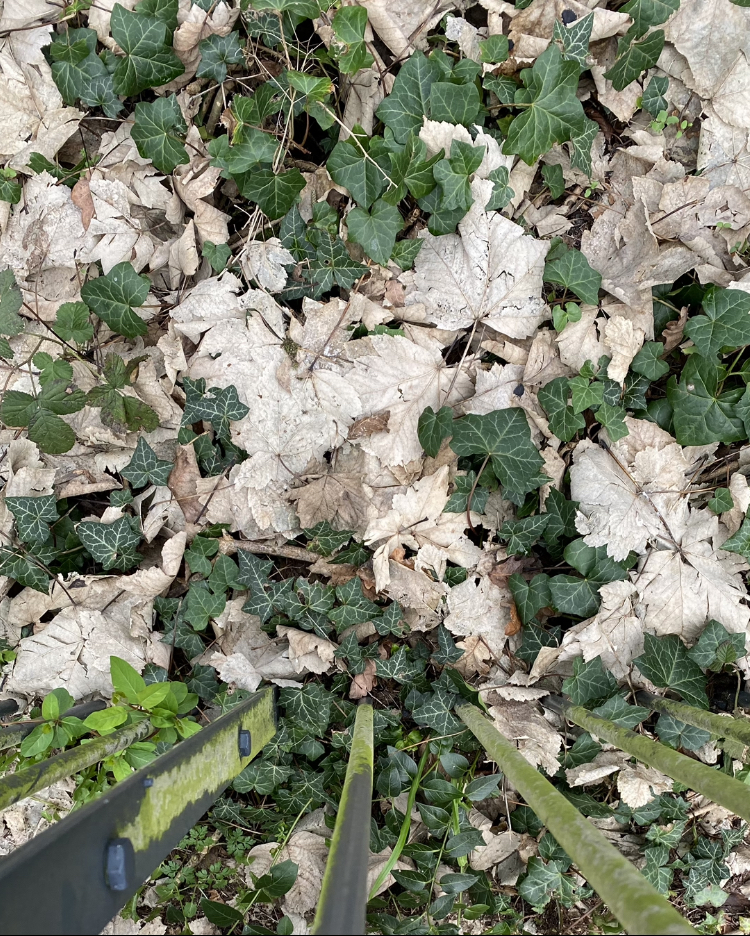Leaves and Ivy next to the Railings.