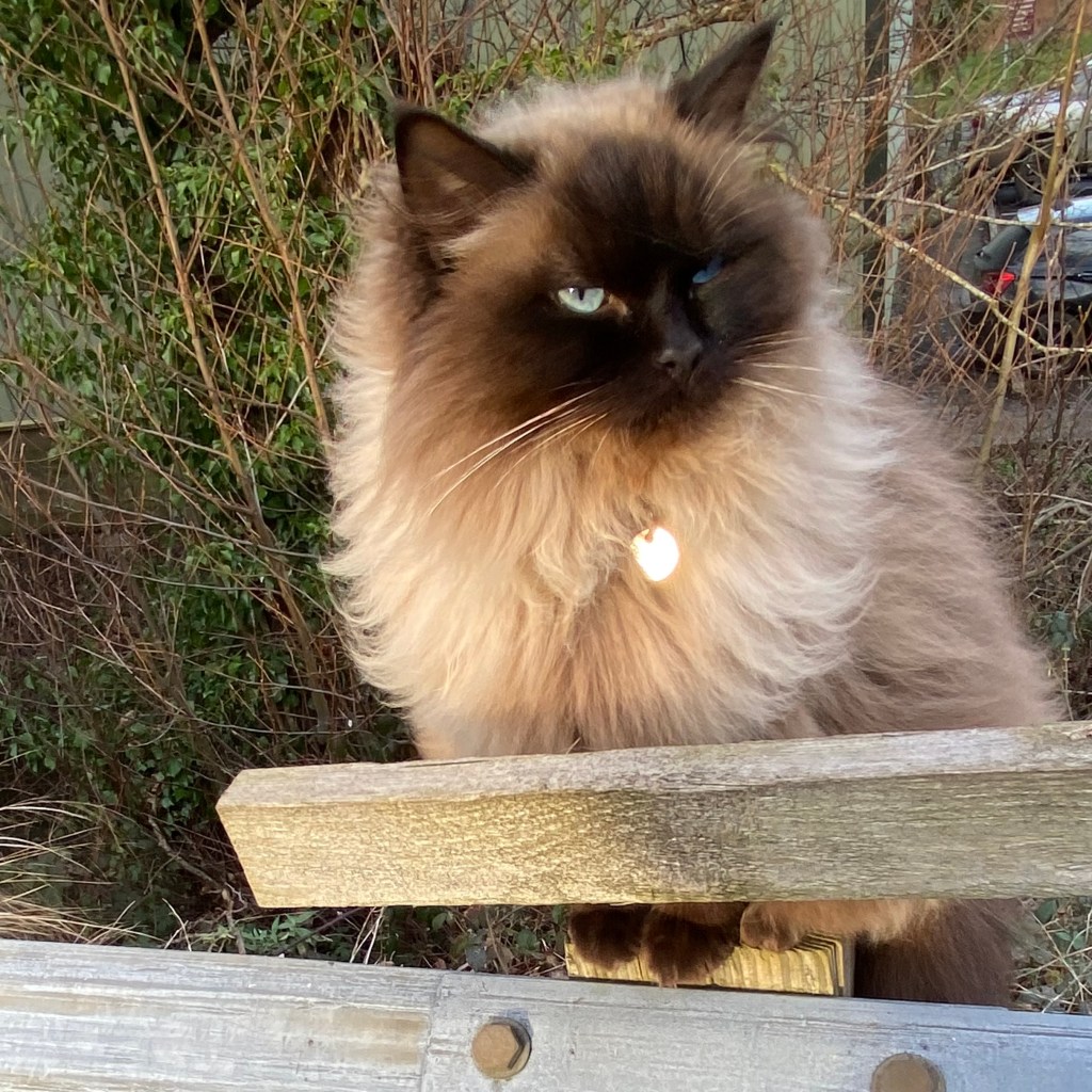 Cat — Chocolate box on the fence.