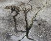 Cracked concrete.