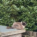 Cat on a Shed Roof.