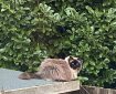 Cat on a Shed Roof.