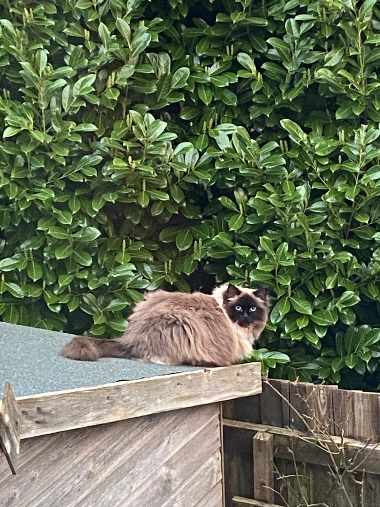 Cat on a Shed Roof.