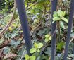 New Leaves Growing up some Railings.