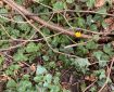 Yellow Flower in amongst the Ivy.