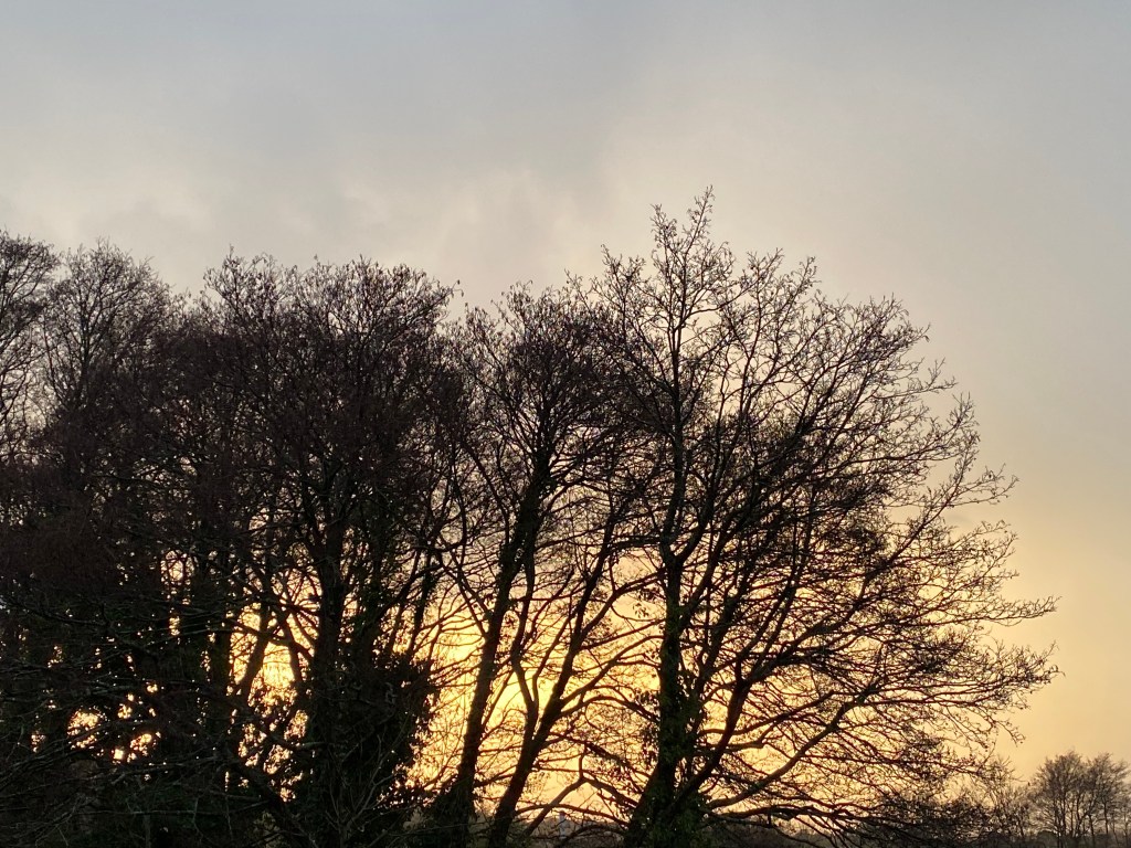 Sunset in Silhouette Trees.