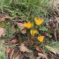 Yellow Crocuses.