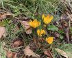 Yellow Crocuses.