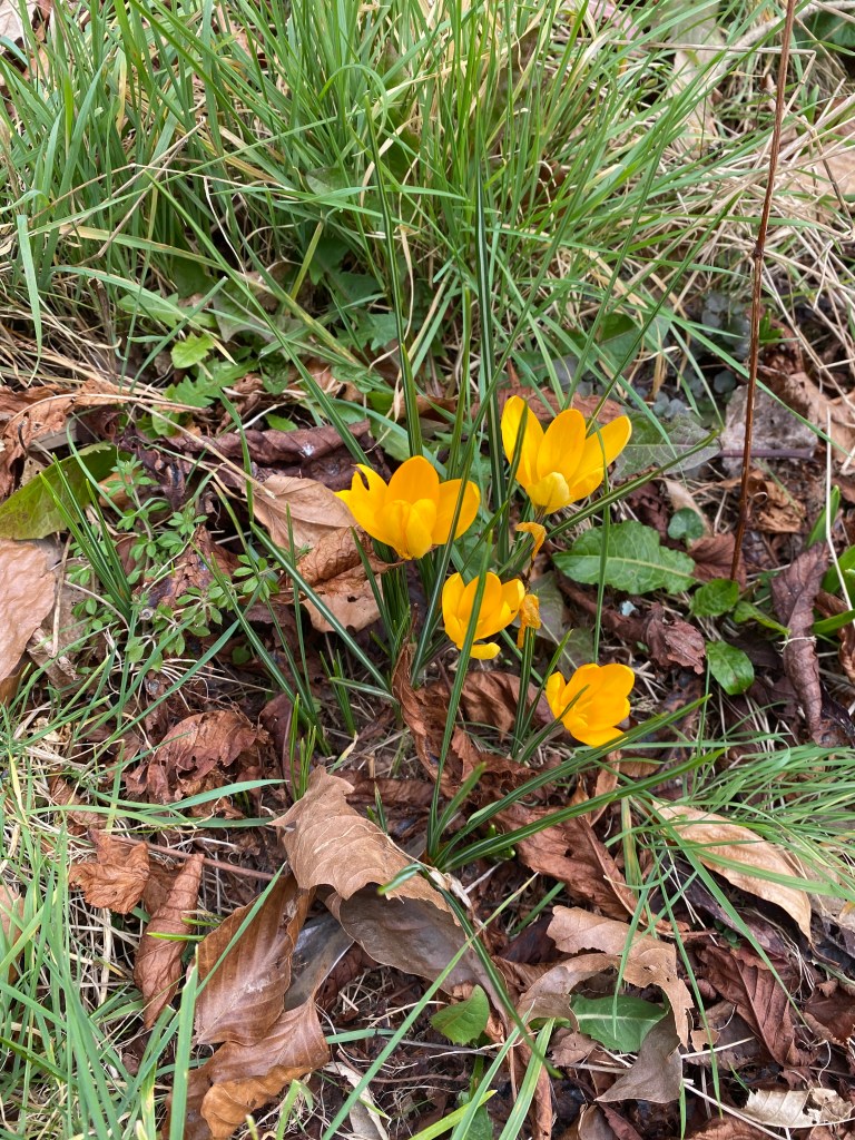 Yellow Crocuses. 