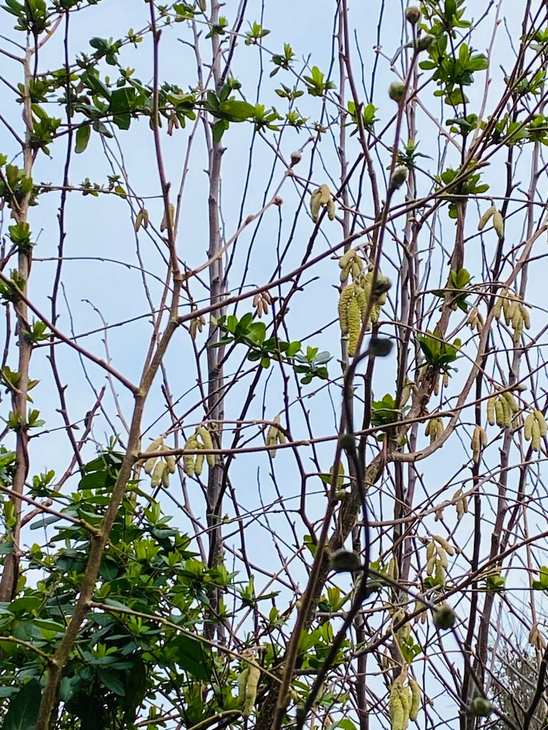 Lambs tails.