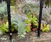 Plants through the railings.