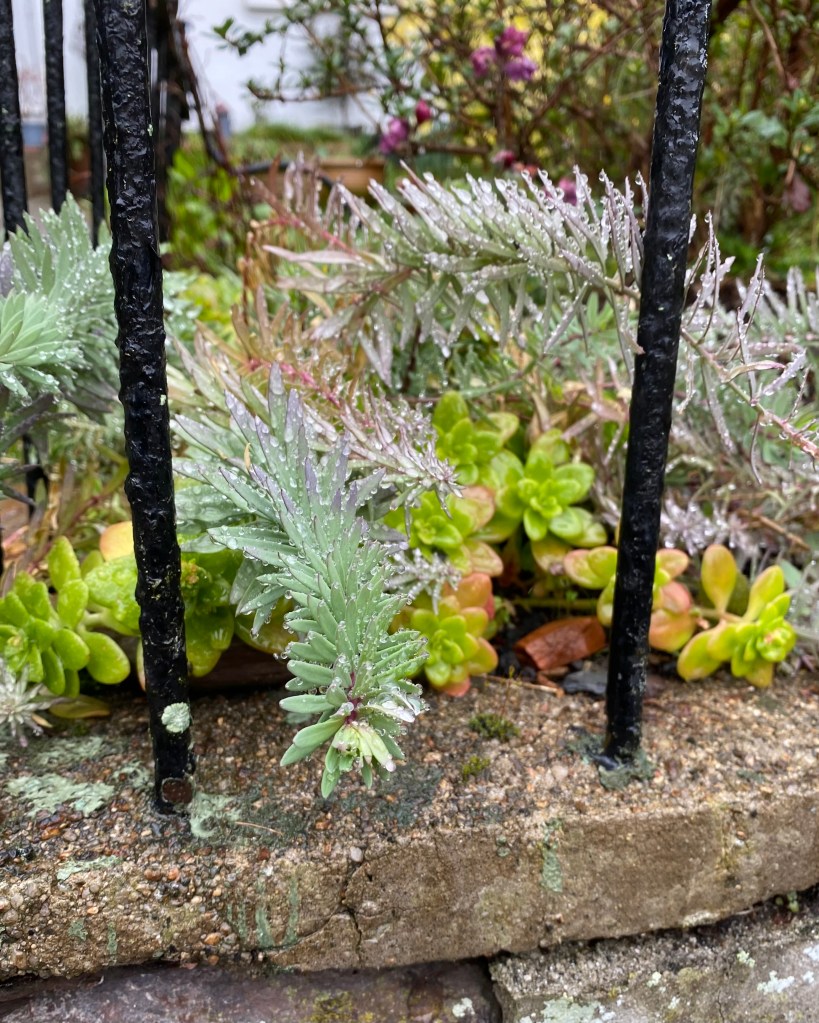 Plants through the railings.
