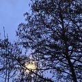 Moon Through Silhouette of Trees.