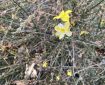 Winter jasmine.