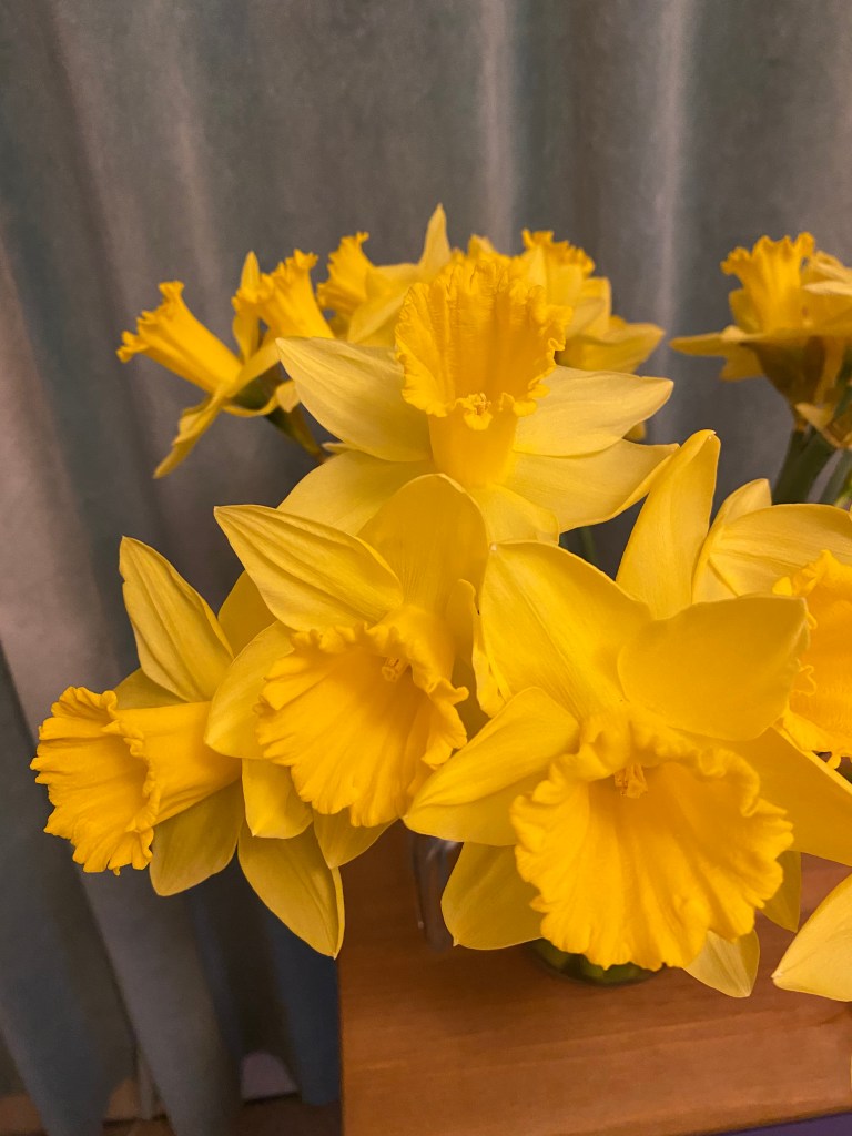 Daffodils.