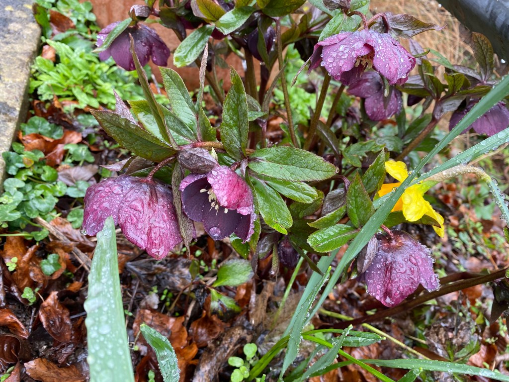 Wet Purple Flowers with a Daffodil.