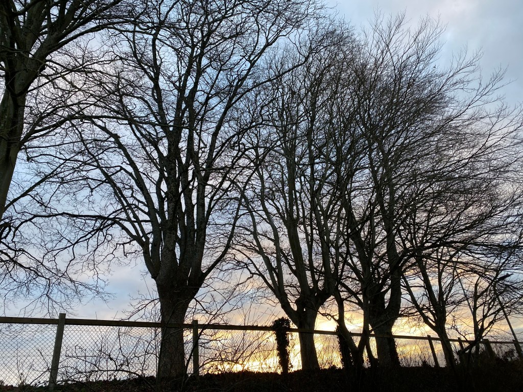 Trees Silhouetted Against the Sunset.