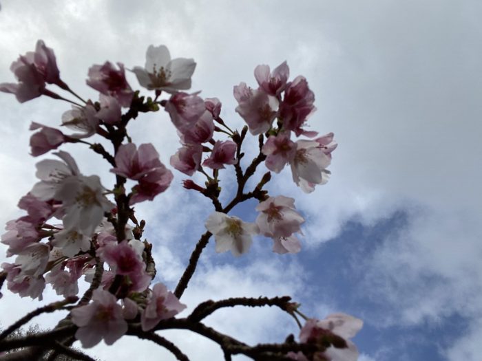 Pink Cherry Blossom.