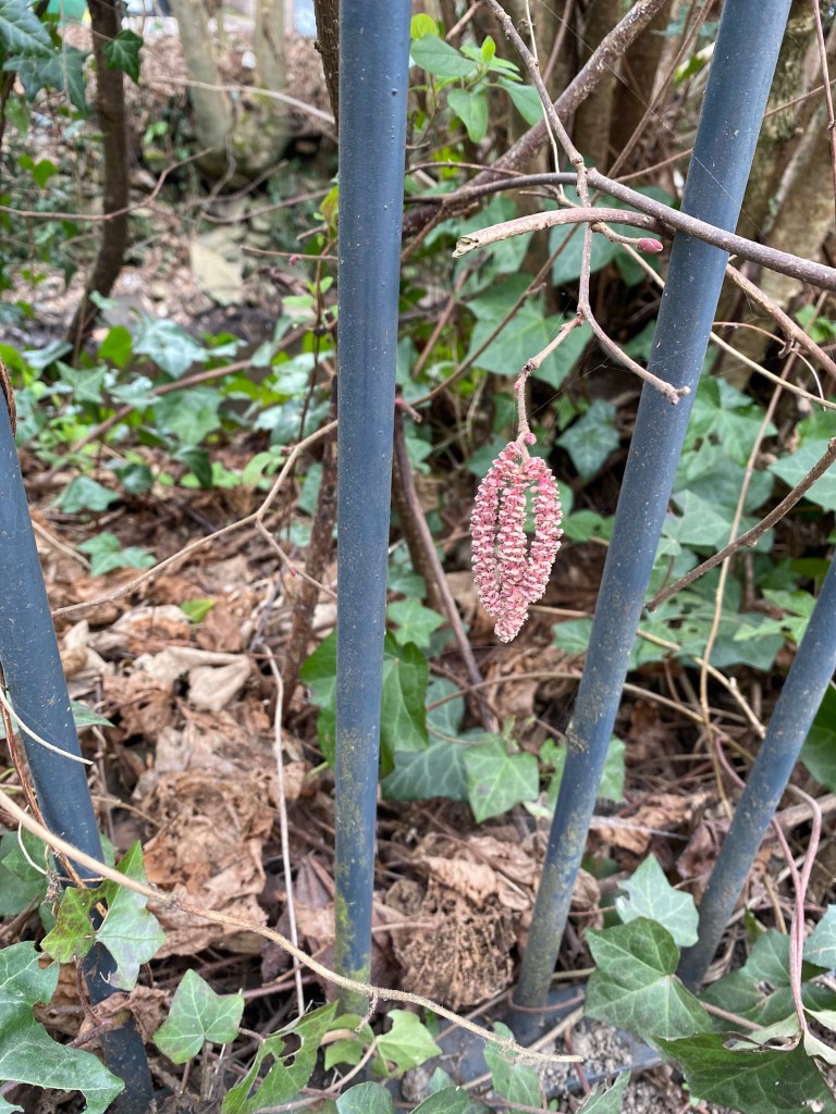 Lambs Tail behind Railings.