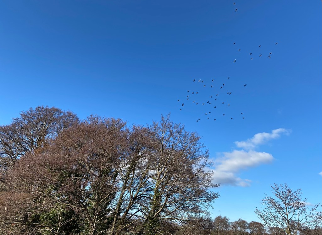 Birds, Trees, and Sky.