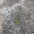 A Sprig of Pine on Concrete.