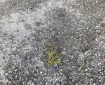 A Sprig of Pine on Concrete.