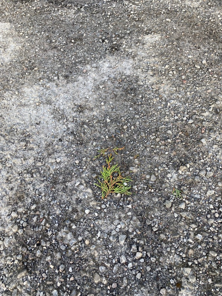 A Sprig of Pine on Concrete.