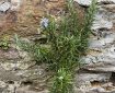 Rosemary growing in a wall.