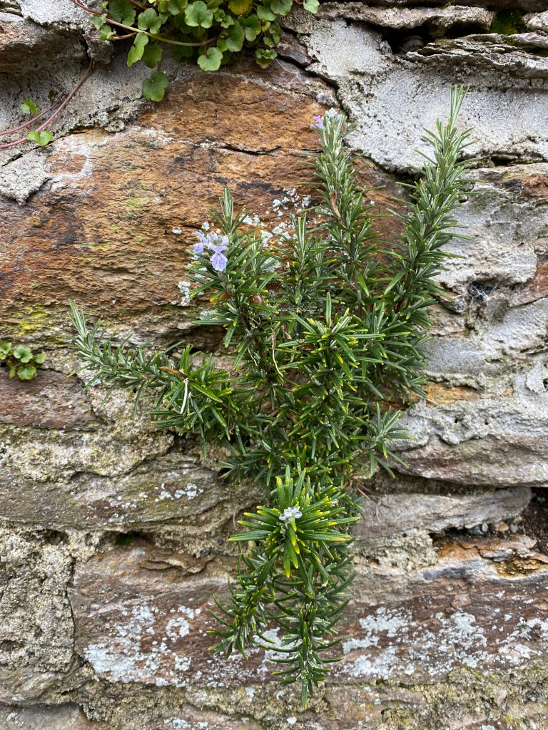 Rosemary growing  in a wall.