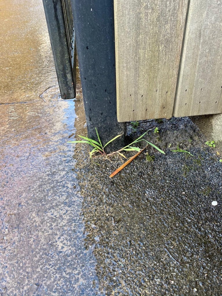 Growing up by a fence.